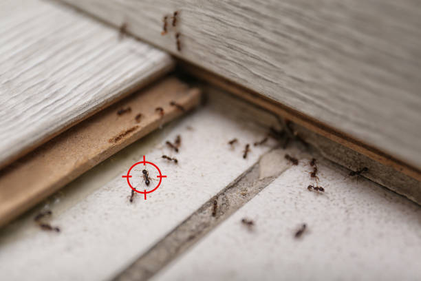 Best Pest Control Near Me in Halesite, NY