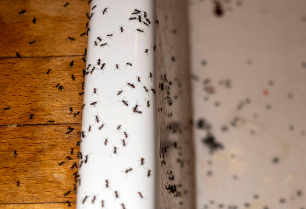 Best Affordable Pest Control Services  in Halesite, NY