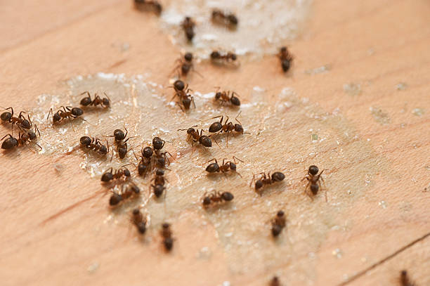Halesite, NY Pest Control Company