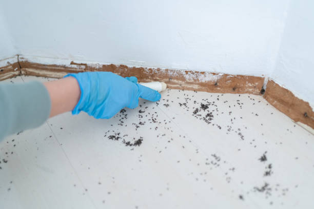 Best Insect Control  in Halesite, NY